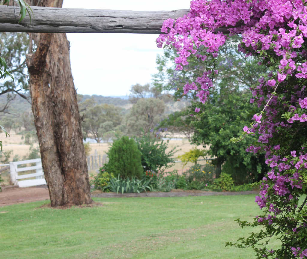 A blooming bougainvillea stands as a feature wall. A blooming bougainvillea stands as a feature wall.